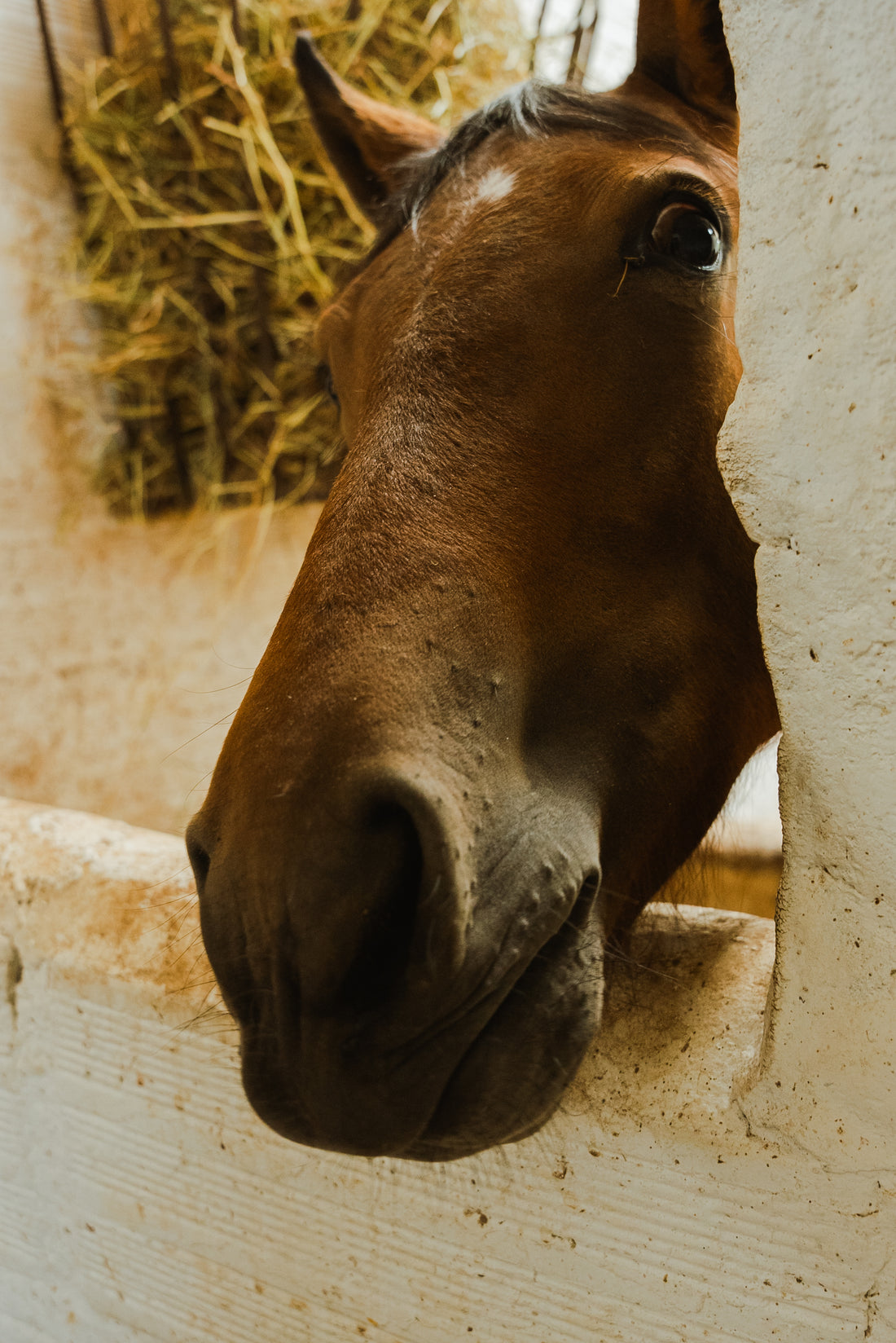 Aceites para caballos: nutrición y beneficios para el rendimiento equino